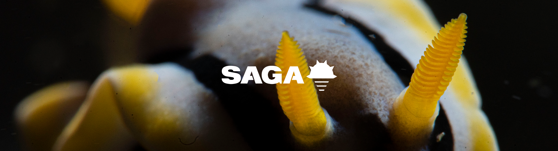 Saga Dive